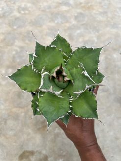 Agave Solar Green, real gallery image #1 plants. Picture taken directly from kaktus.id community Agave farmer green houses.