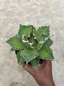 Agave Solar Green, real gallery image #2 plants. Picture taken directly from kaktus.id community Agave farmer green houses.