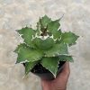 Agave Solar Green, real feature image plant. Picture taken directly from kaktus.id community Agave farmer green houses.