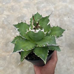 Agave Solar Green, real feature image plant. Picture taken directly from kaktus.id community Agave farmer green houses.