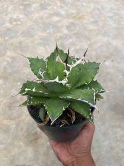 Agave Solar Green, real gallery image #3 plants. Picture taken directly from kaktus.id community Agave farmer green houses.