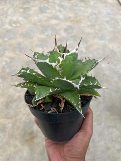 Agave Solar Green, real gallery image #4 plants. Picture taken directly from kaktus.id community Agave farmer green houses.