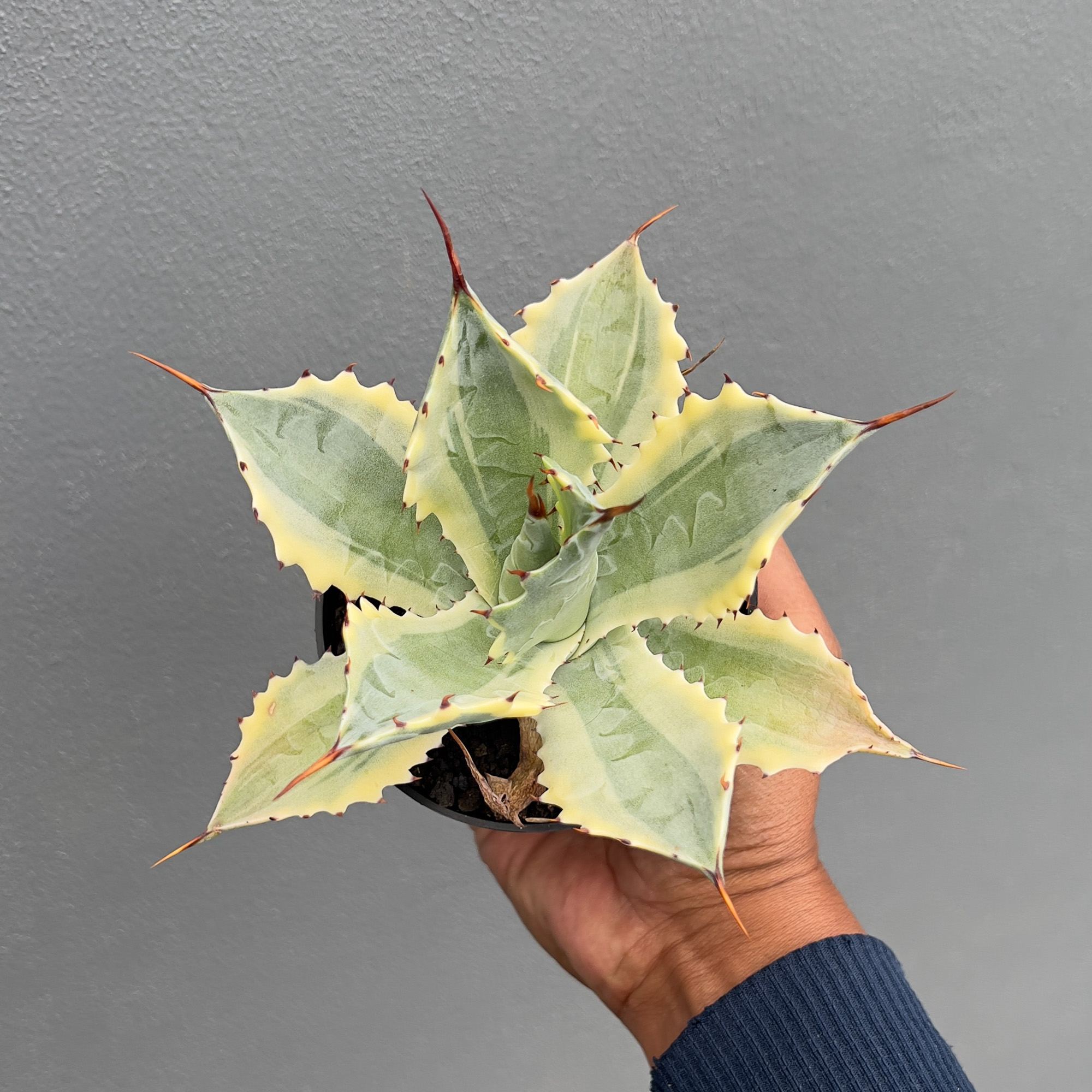 Agave Potatorum 'Verschaffeltii' For Sale - Real Pictures, kaktus.id Plants  Exporter