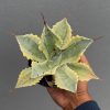 Agave Potatorum 'Verschaffeltii', real feature image plant. Picture taken directly from kaktus.id community Agave farmer green houses.