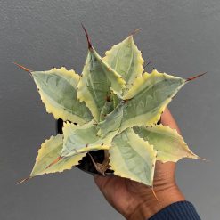 Agave Potatorum 'Verschaffeltii', real feature image plant. Picture taken directly from kaktus.id community Agave farmer green houses.