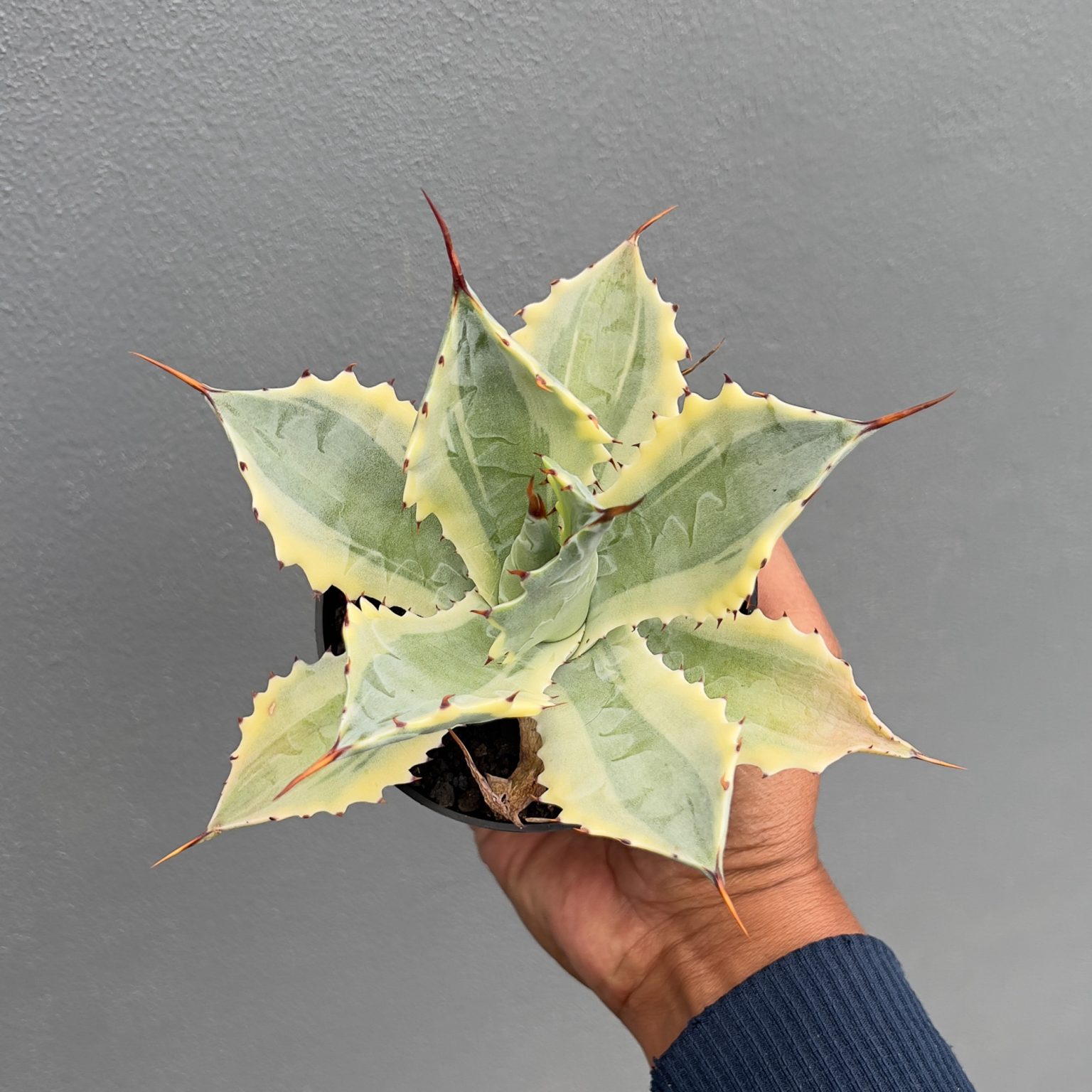 Agave Potatorum 'Verschaffeltii', real gallery image #2 plants. Picture taken directly from kaktus.id community Agave farmer green houses.