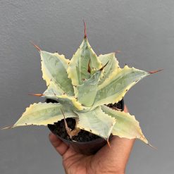 Agave Potatorum 'Verschaffeltii', real gallery image #3 plants. Picture taken directly from kaktus.id community Agave farmer green houses.