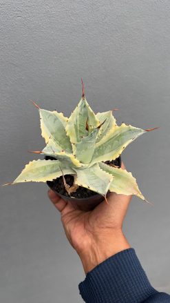 Agave Potatorum 'Verschaffeltii', real gallery image #4 plants. Picture taken directly from kaktus.id community Agave farmer green houses.