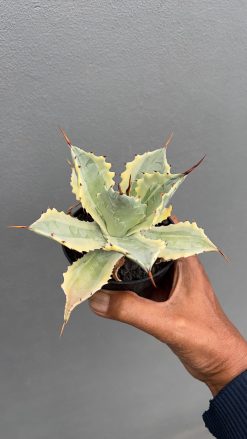 Agave Potatorum 'Verschaffeltii', real gallery image #5 plants. Picture taken directly from kaktus.id community Agave farmer green houses.