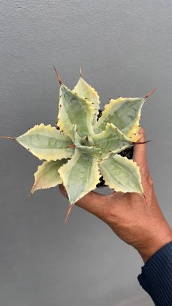 Agave Potatorum 'Verschaffeltii', real gallery image #6 plants. Picture taken directly from kaktus.id community Agave farmer green houses.