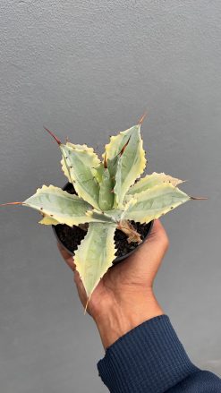 Agave Potatorum 'Verschaffeltii', real gallery image #1 plants. Picture taken directly from kaktus.id community Agave farmer green houses.