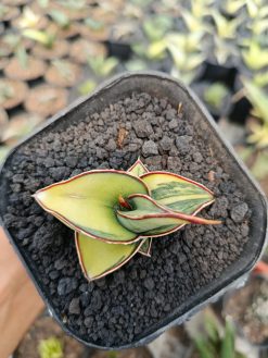 Sansevieria Rorida Aurea Variegated