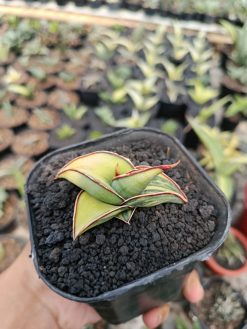 Sansevieria Rorida Aurea Variegated