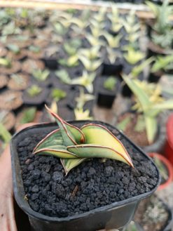 Sansevieria Rorida Aurea Variegated