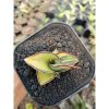 Sansevieria Rorida Aurea Variegated