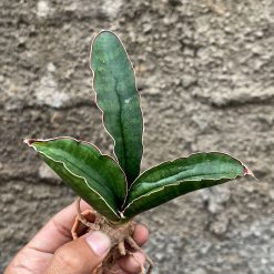 Sansevieria Sinus Simiorum 1 Leaf, real feature image plant. Picture taken directly from kaktus.id community Sansevieria farmer green houses.