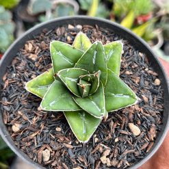 Agave Super Wide, real feature image plant. Picture taken directly from kaktus.id community Agave farmer green houses.