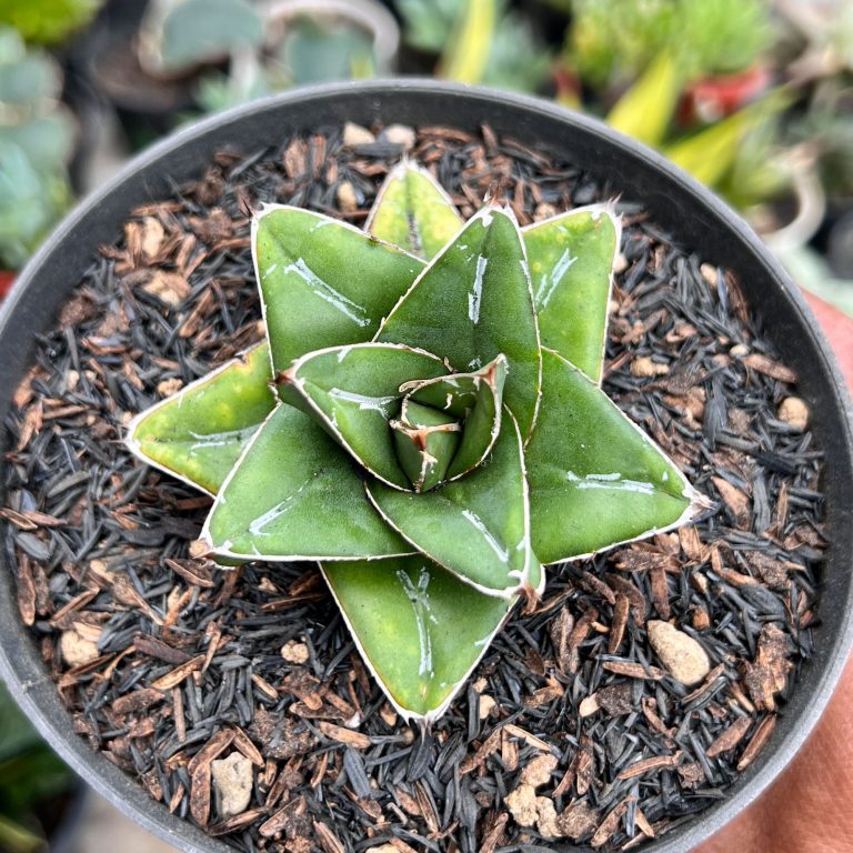1419. Agave Super Wide
