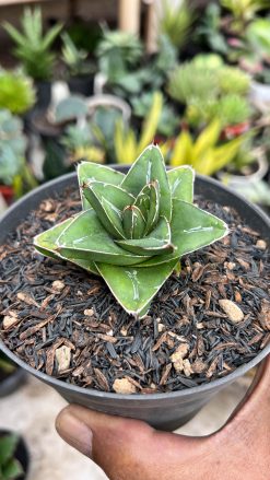 Agave Super Wide, real gallery image #1 plants. Picture taken directly from kaktus.id community Agave farmer green houses.