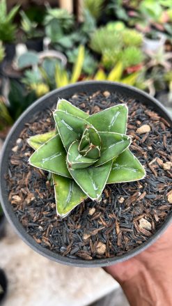 Agave Super Wide, real gallery image #2 plants. Picture taken directly from kaktus.id community Agave farmer green houses.