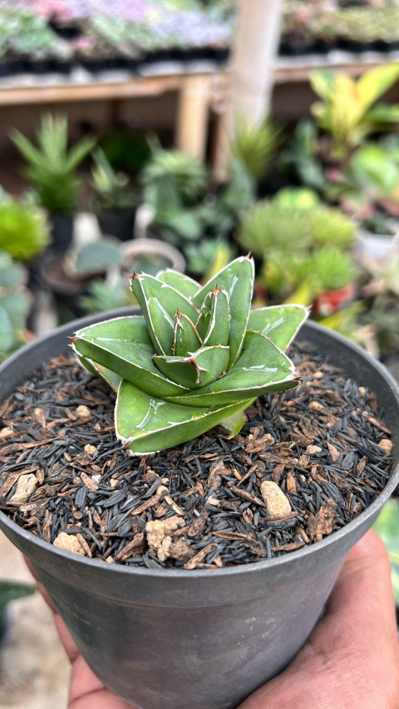 kaktus.id
