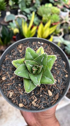 Agave Super Wide, real gallery image #4 plants. Picture taken directly from kaktus.id community Agave farmer green houses.