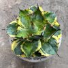 Agave Blue Diamond, real feature image plant. Picture taken directly from kaktus.id community Agave farmer green houses.