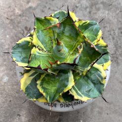 Agave Blue Diamond, real feature image plant. Picture taken directly from kaktus.id community Agave farmer green houses.