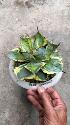 Agave Blue Diamond, real gallery image #2 plants. Picture taken directly from kaktus.id community Agave farmer green houses.