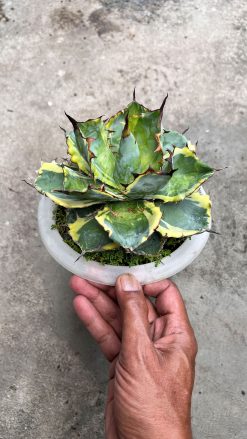 Agave Blue Diamond, real gallery image #1 plants. Picture taken directly from kaktus.id community Agave farmer green houses.