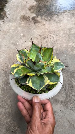 Agave Blue Diamond, real gallery image #3 plants. Picture taken directly from kaktus.id community Agave farmer green houses.