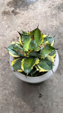 Agave Blue Diamond, real gallery image #4 plants. Picture taken directly from kaktus.id community Agave farmer green houses.