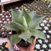 Agave Dragon Toes, real feature image plant. Picture taken directly from kaktus.id community Agave farmer green houses.
