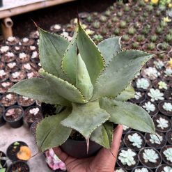 Agave Dragon Toes, real feature image plant. Picture taken directly from kaktus.id community Agave farmer green houses.