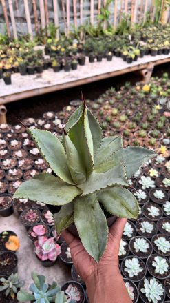 Agave Dragon Toes, real gallery image #1 plants. Picture taken directly from kaktus.id community Agave farmer green houses.