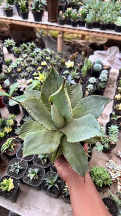 Agave Dragon Toes, real gallery image #2 plants. Picture taken directly from kaktus.id community Agave farmer green houses.