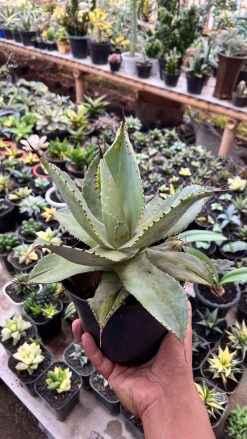 Agave Dragon Toes, real gallery image #3 plants. Picture taken directly from kaktus.id community Agave farmer green houses.