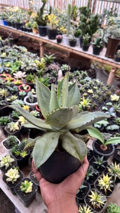 Agave Dragon Toes, real gallery image #4 plants. Picture taken directly from kaktus.id community Agave farmer green houses.