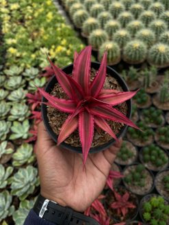 Cryptanthus Red Ruby, real gallery image #1 plants. Picture taken directly from kaktus.id community Cryptanthus farmer green houses.