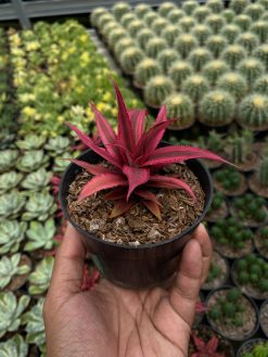 Cryptanthus Red Ruby, real gallery image #3 plants. Picture taken directly from kaktus.id community Cryptanthus farmer green houses.