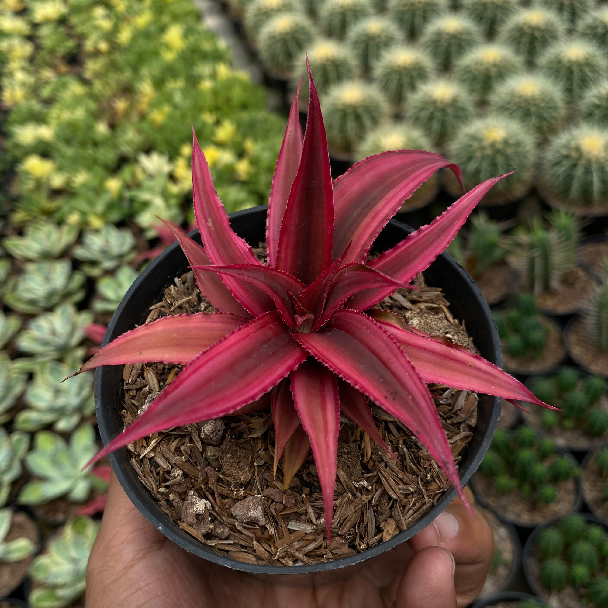 Cryptanthus Red Ruby