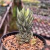 Haworthiopsis Coarctata Variegated, real feature image plant. Picture taken directly from kaktus.id community Haworthiopsis farmer green houses.