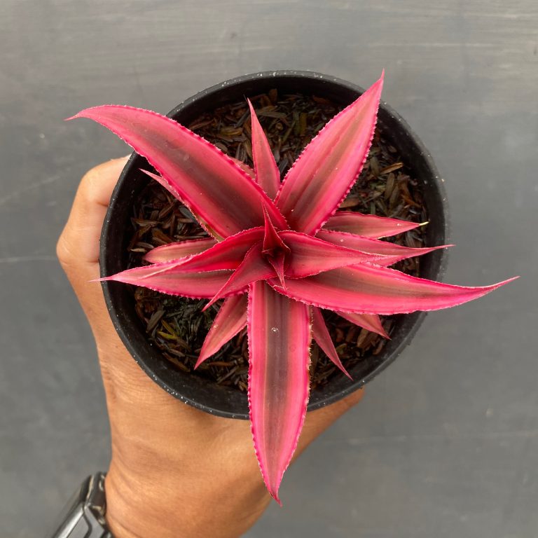 1422. Cryptanthus Red Ruby