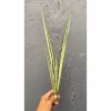 Sansevieria Bantel's Sensation Yellow