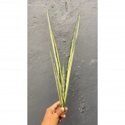 Sansevieria Bantel's Sensation Yellow