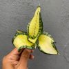 Sansevieria Golden Wendy Mutation