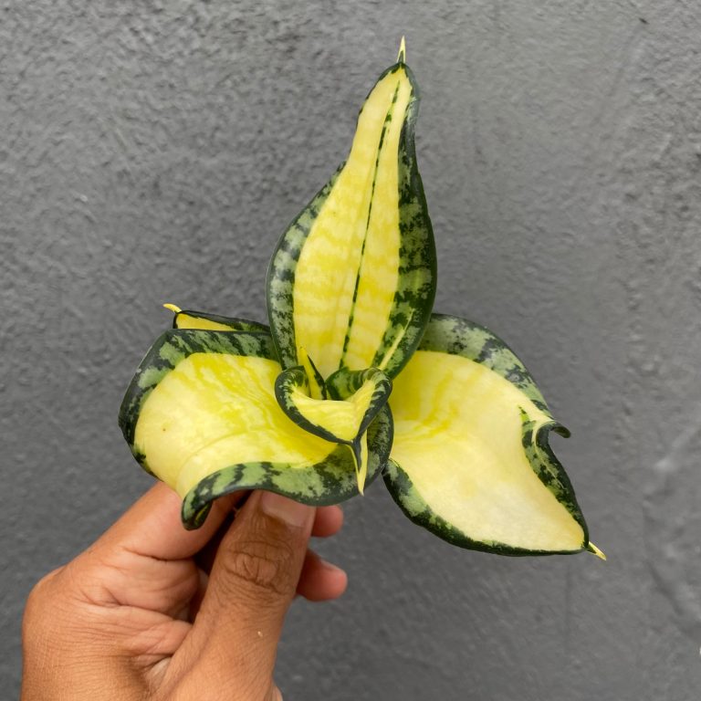 1042. Sansevieria Golden Wendy Mutation