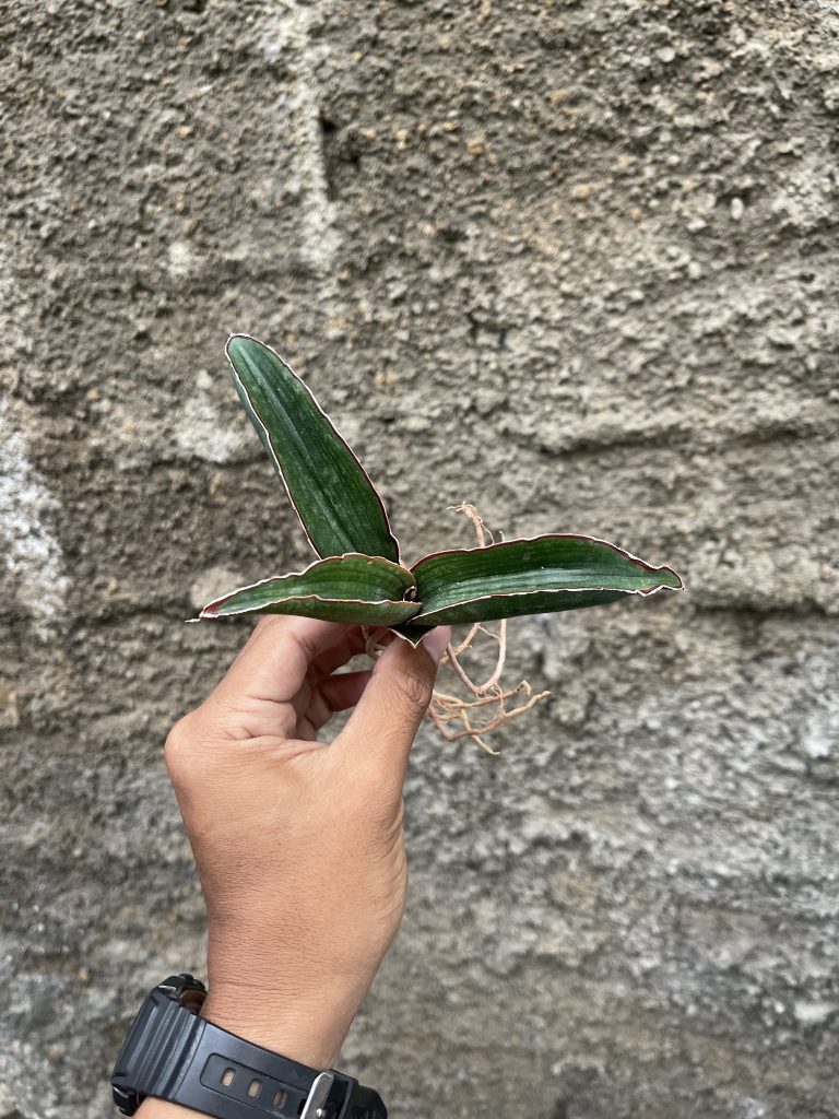 kaktus.id