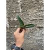 Sansevieria Aff Scimi Black, real feature image plant. Picture taken directly from kaktus.id community Sansevieria farmer green houses.