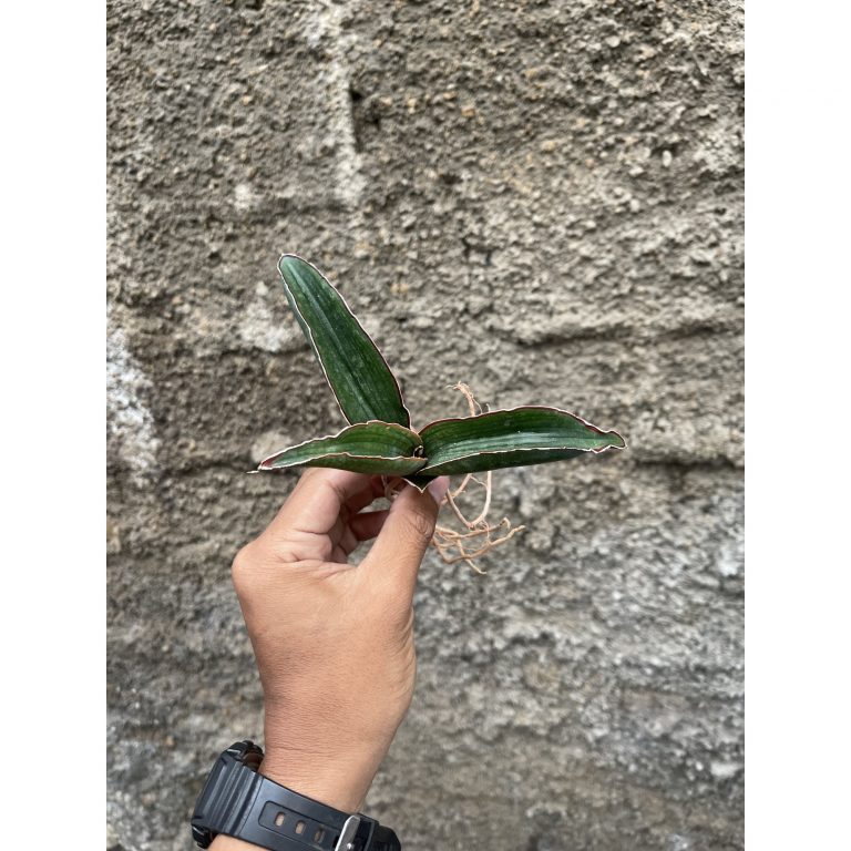 1256. Sansevieria Aff Scimi Black